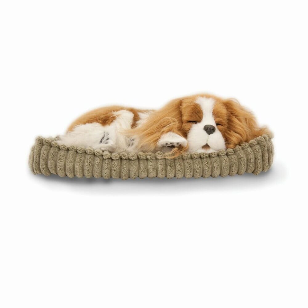 Precious Petzzz Mix Dog - King Charles Spaniel